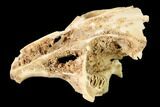 Fossil Pika (Prolagus) Partial Skull - France #155959-2